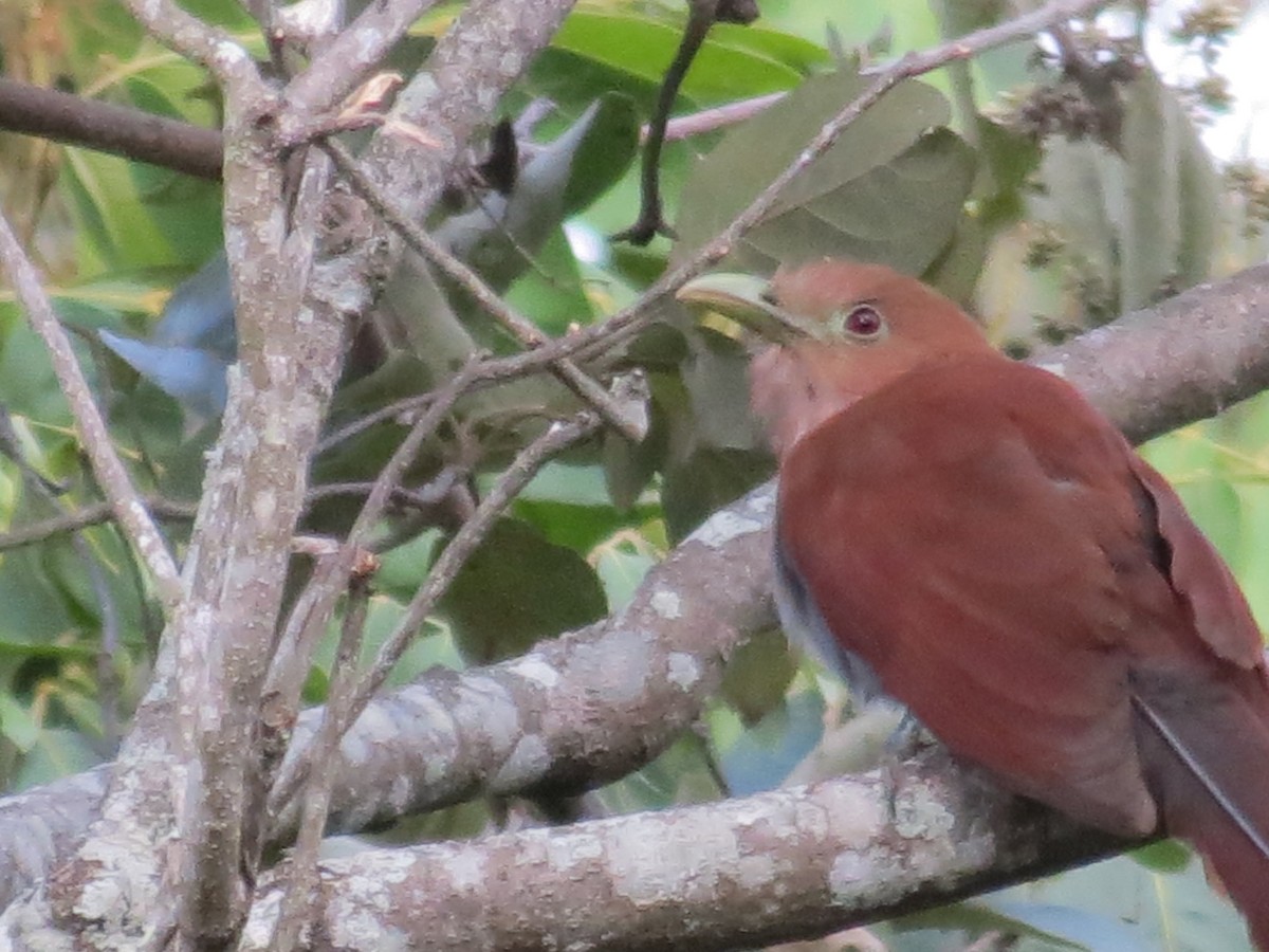 Squirrel Cuckoo - ML140766801