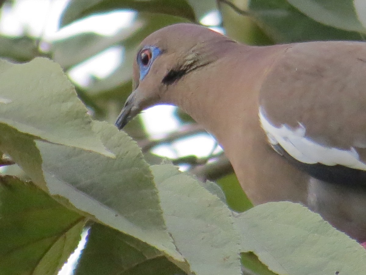 White-winged Dove - ML140767001