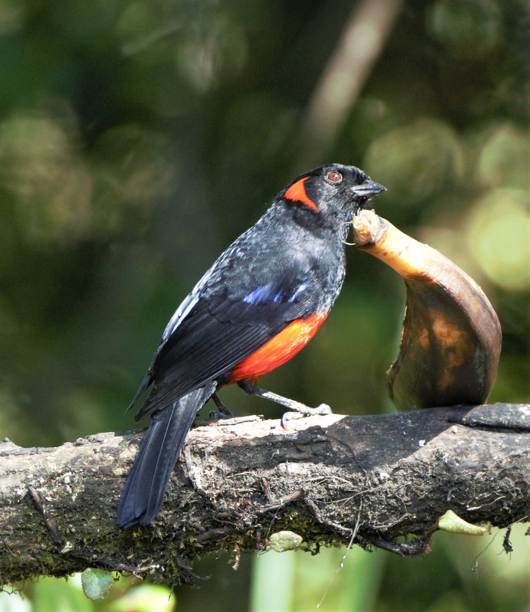 Scarlet-bellied Mountain Tanager - ML140767631