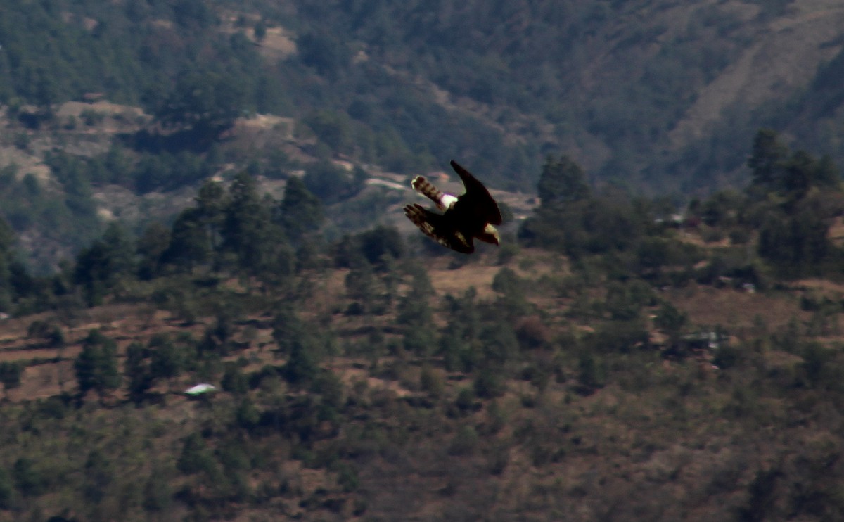 Northern Harrier - ML140768291