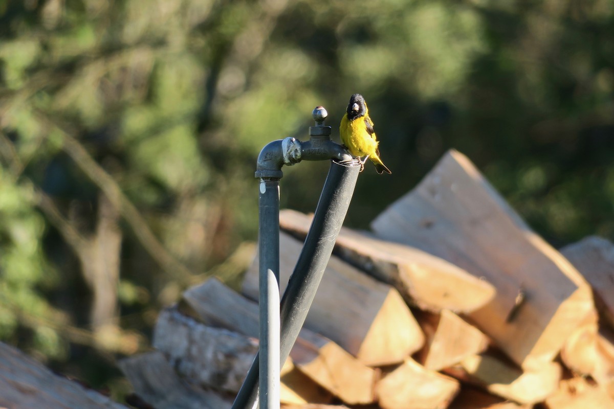 Black-headed Siskin - Joe Coppock