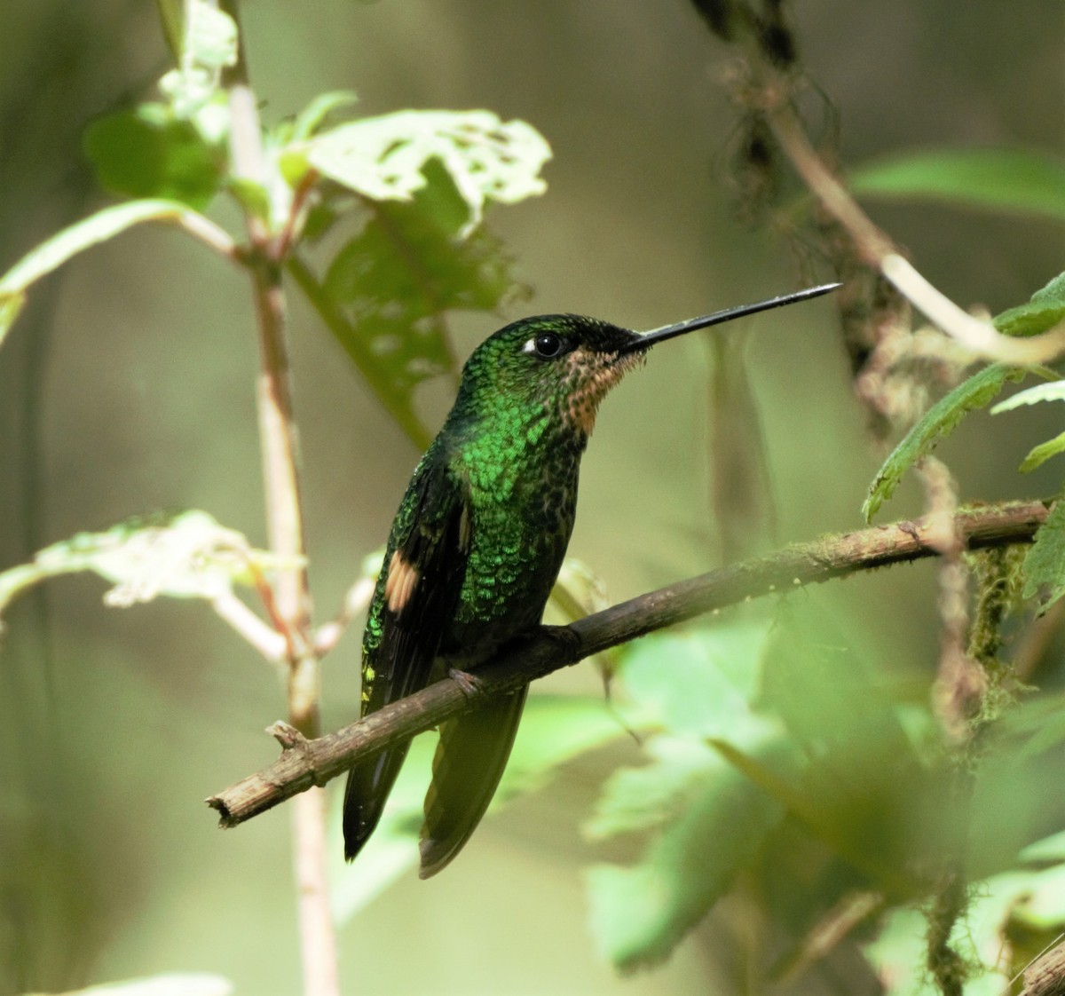 Buff-winged Starfrontlet - ML140771131