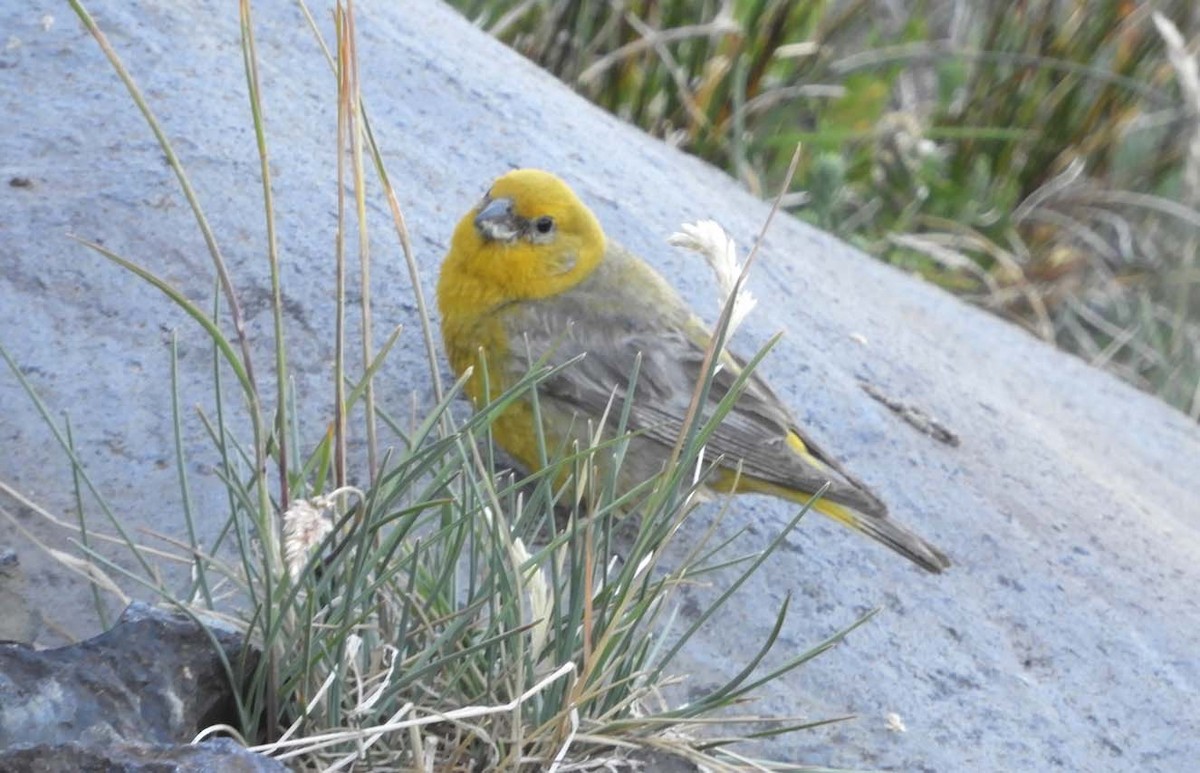 Greater Yellow-Finch - ML140771311
