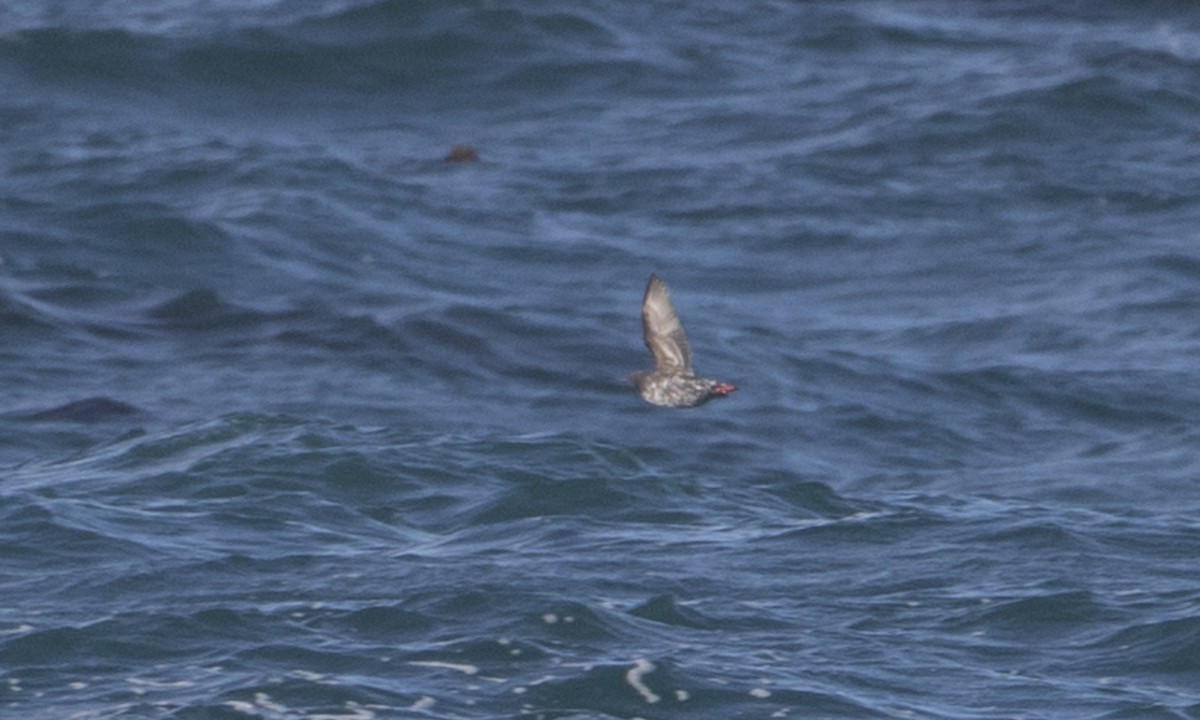 Pigeon Guillemot - ML140771331