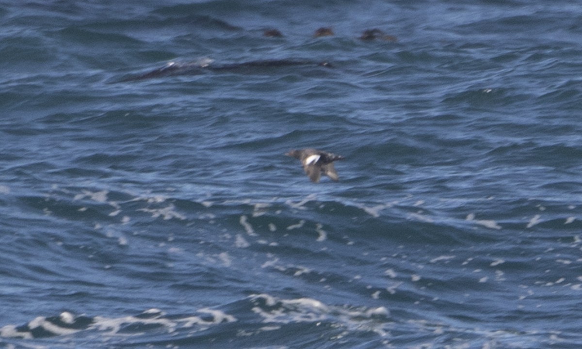 Pigeon Guillemot - ML140771341