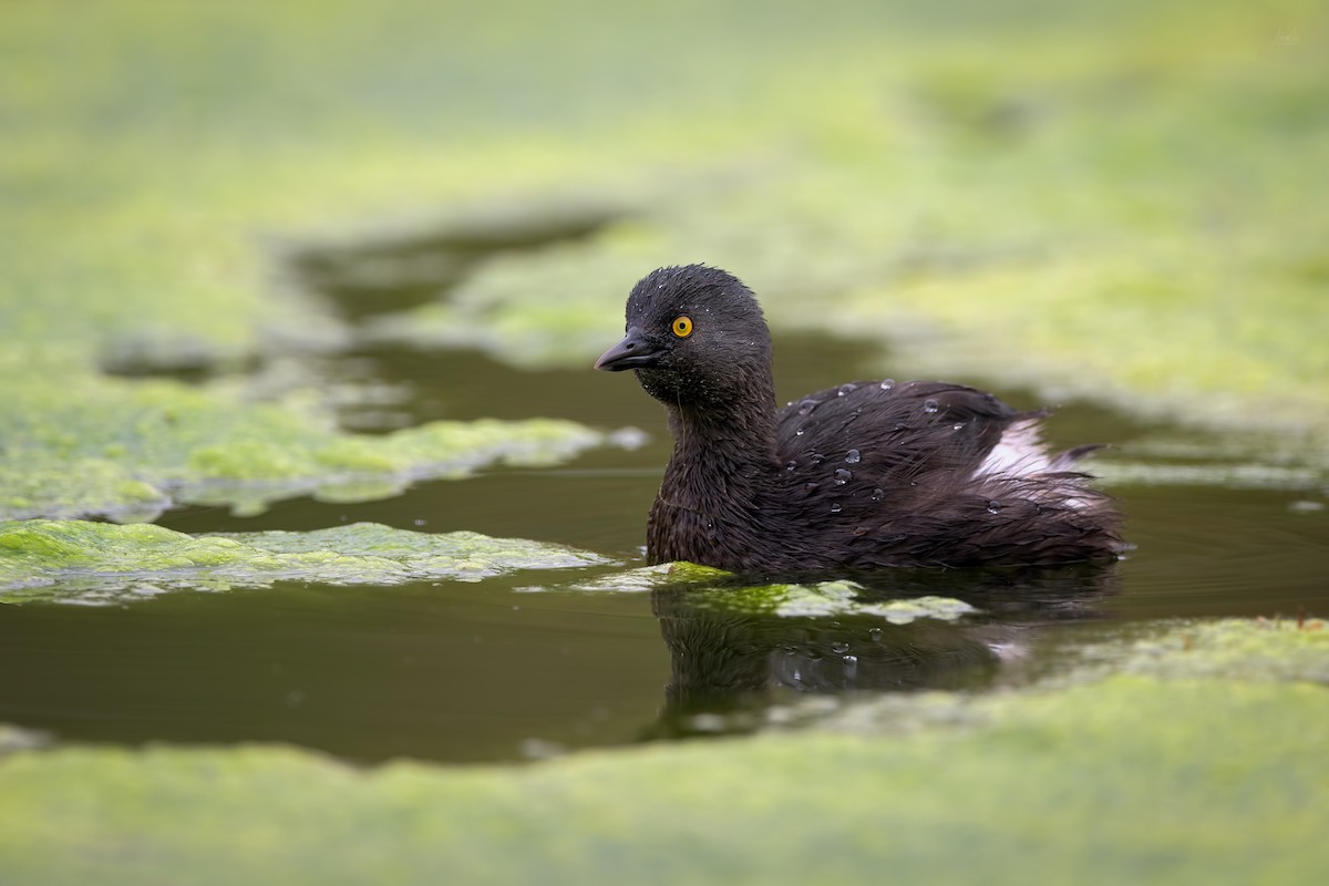 Least Grebe - ML140771771
