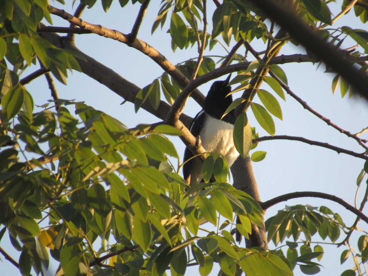 Oriental Magpie-Robin - ML140772091