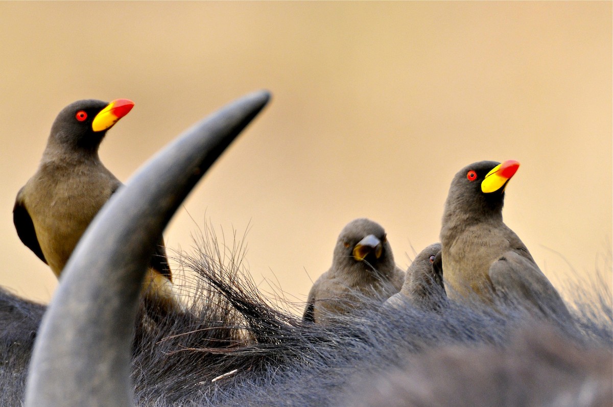 Yellow-billed Oxpecker - ML140772141