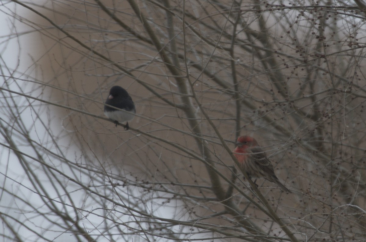 Dark-eyed Junco - ML140772251