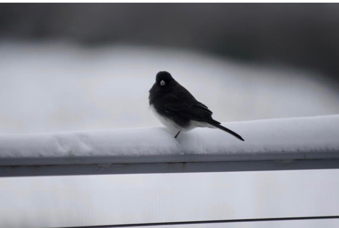 Junco Ojioscuro - ML140772731