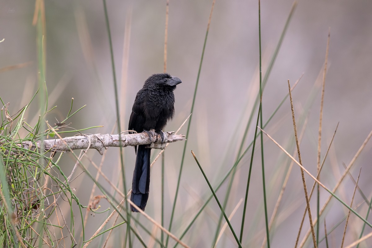 Groove-billed Ani - ML140773431