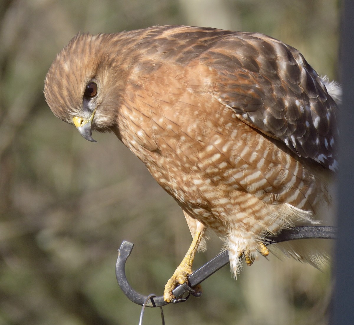 Red-shouldered Hawk - ML140773821