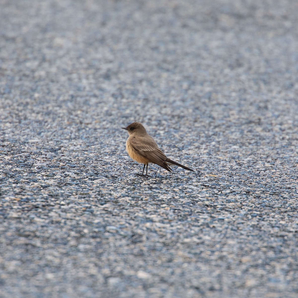 Say's Phoebe - ML140773871