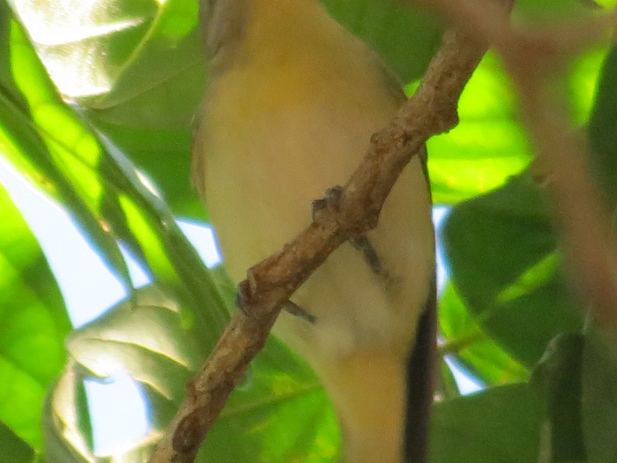 Philadelphia Vireo - ML140774151