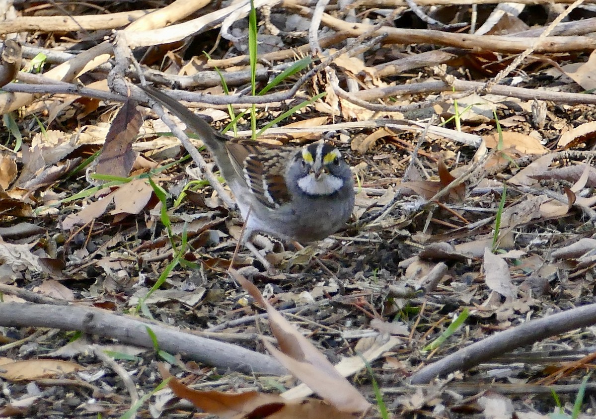 White-throated Sparrow - ML140774531