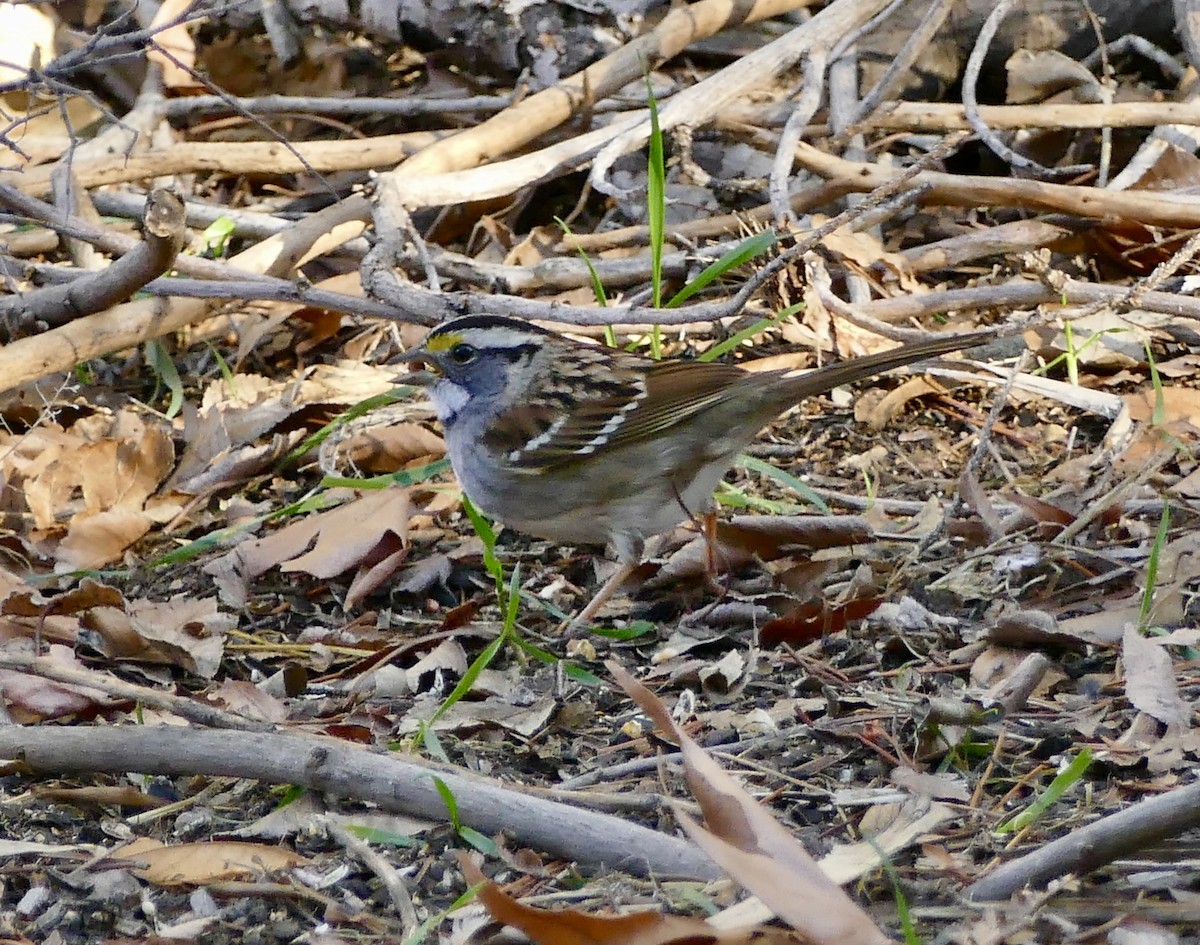 White-throated Sparrow - ML140774651