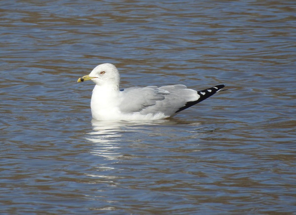 Ring-billed Gull - ML140774811