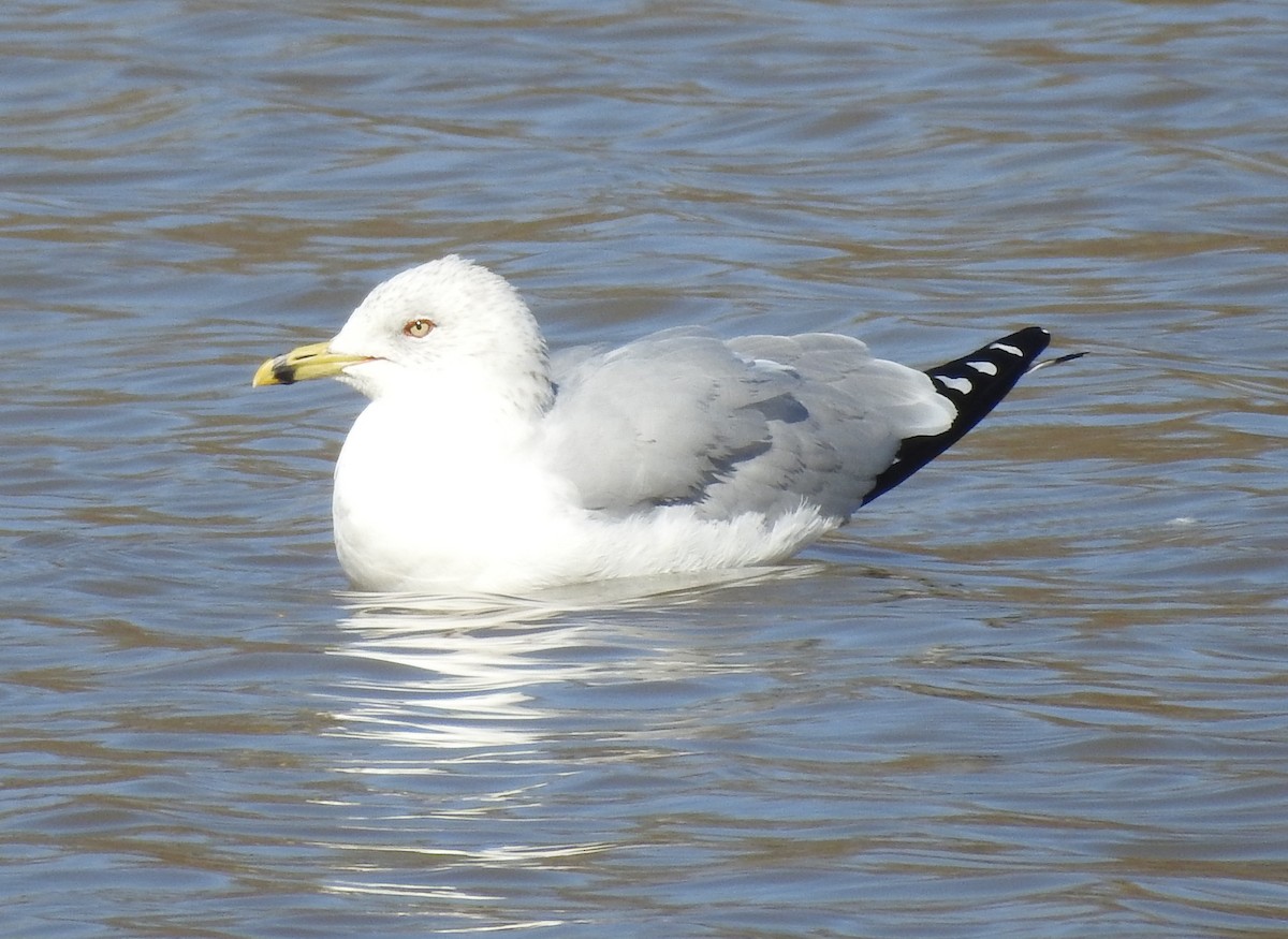 Ring-billed Gull - ML140774821