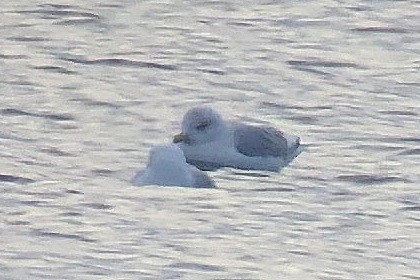 Gaviota Groenlandesa (kumlieni) - ML140776381