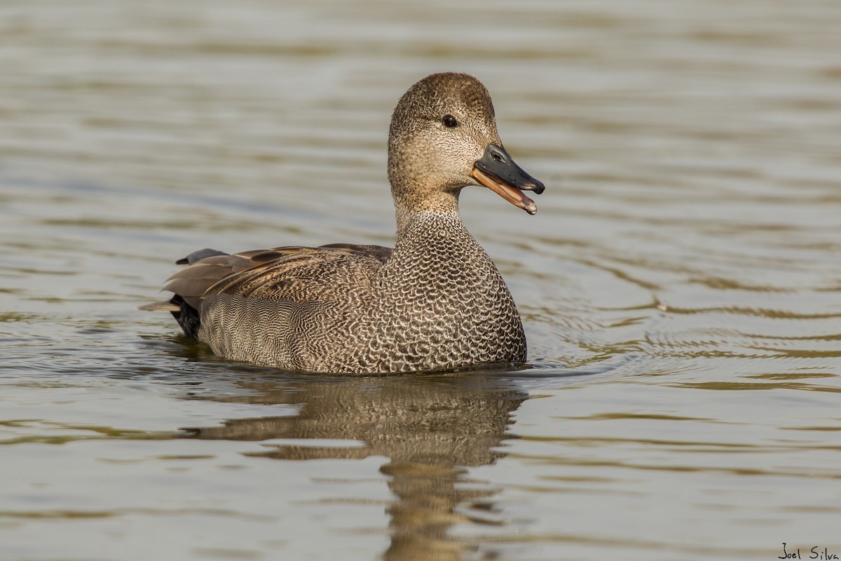 Gadwall - ML140777031