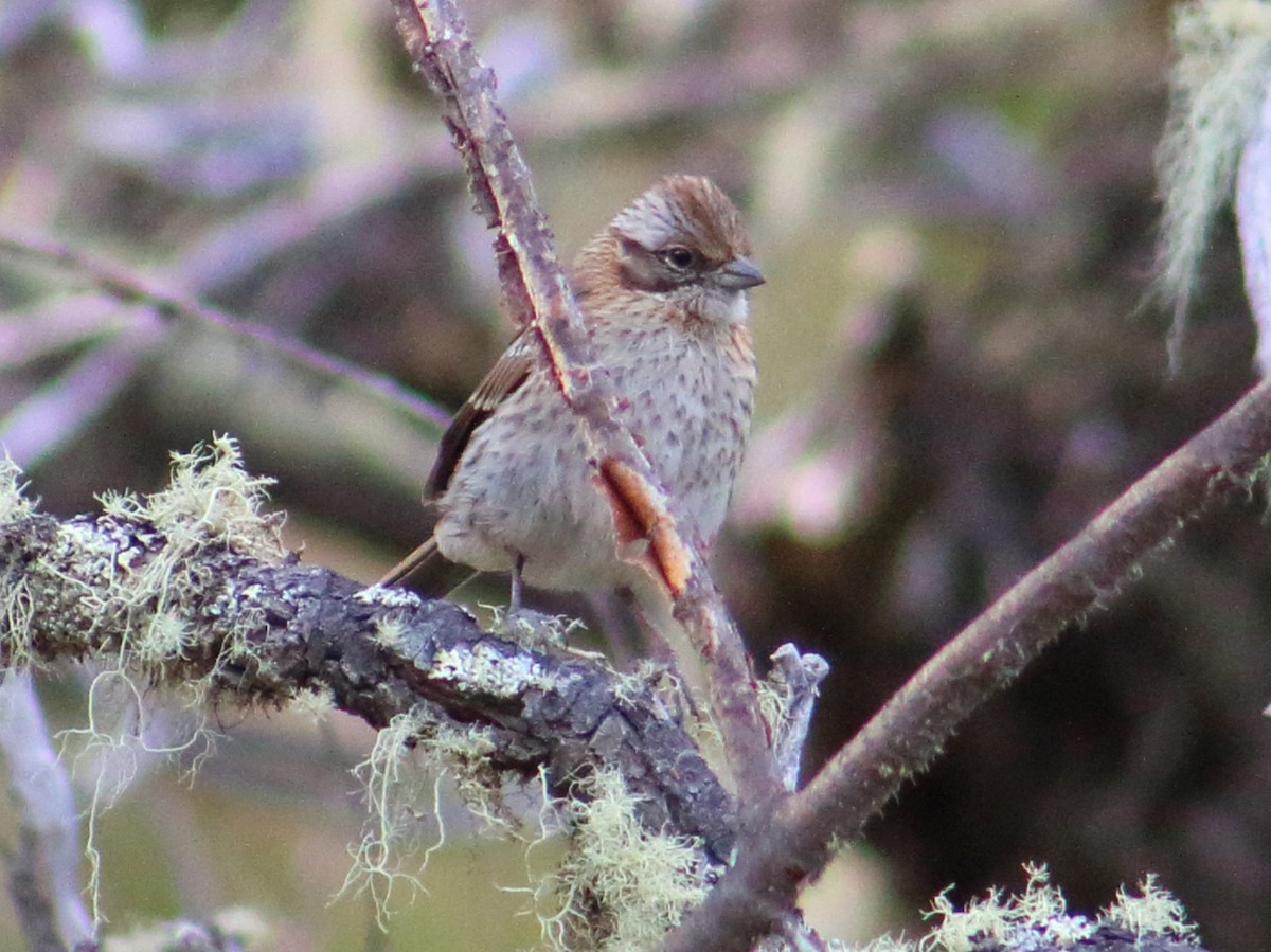 Rufous-collared Sparrow - ML140777791