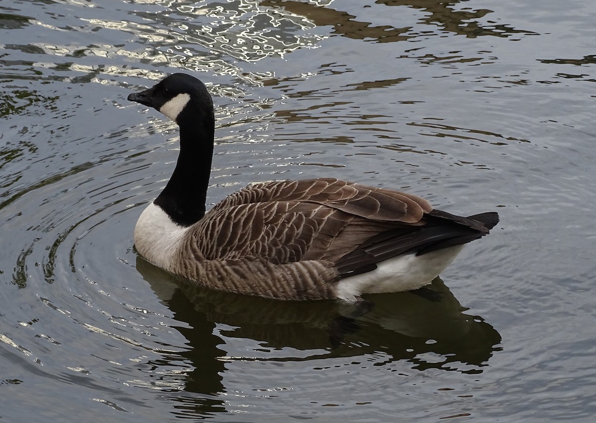 Canada Goose - A Emmerson