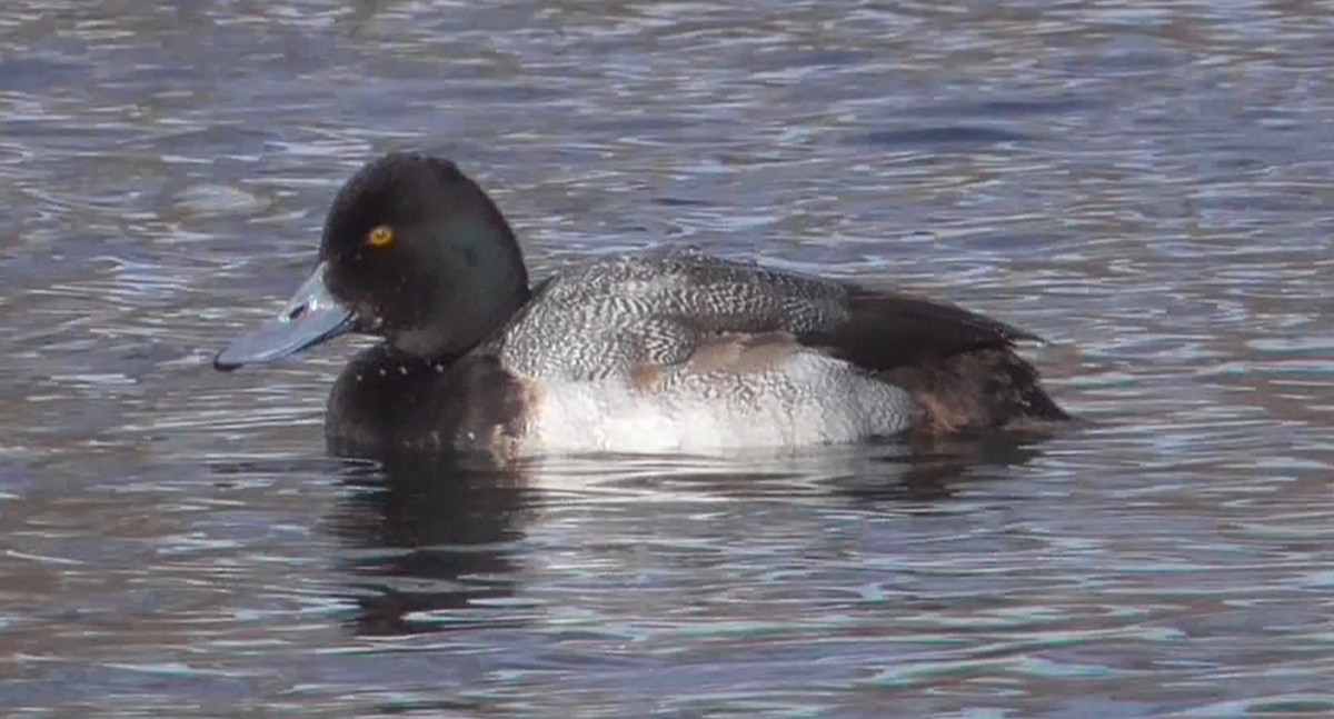 Lesser Scaup - ML140779291