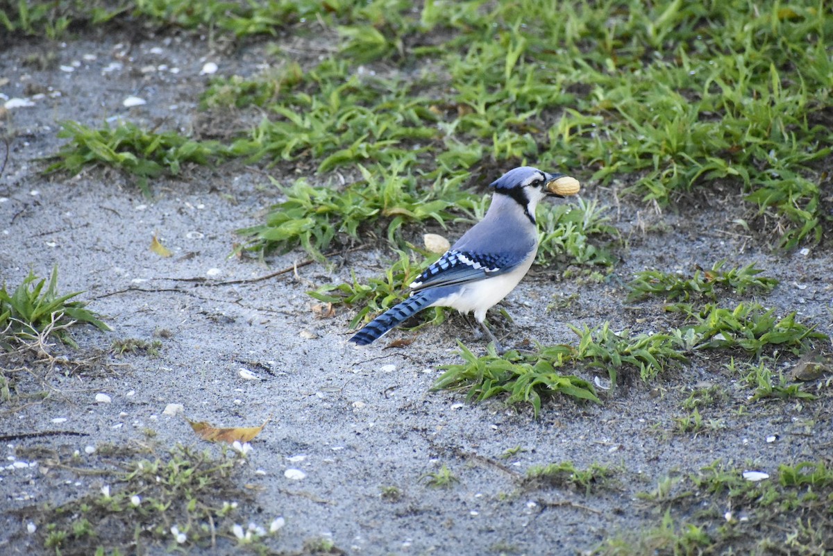 Blauhäher - ML140781001