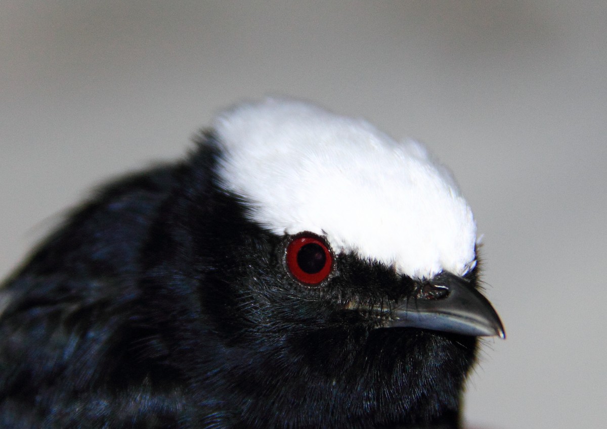 Manakin à tête blanche - ML140781611