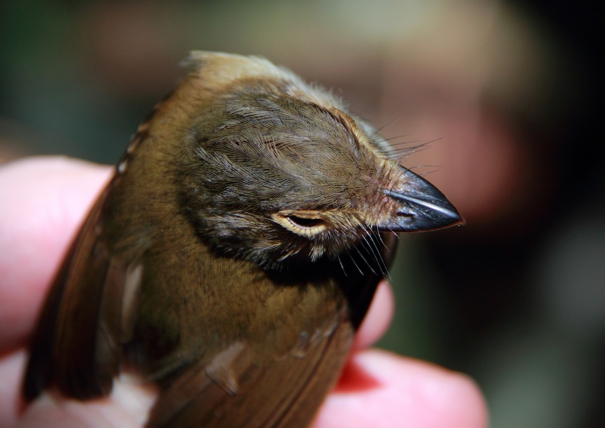 Cinnamon-crested Spadebill - ML140781991