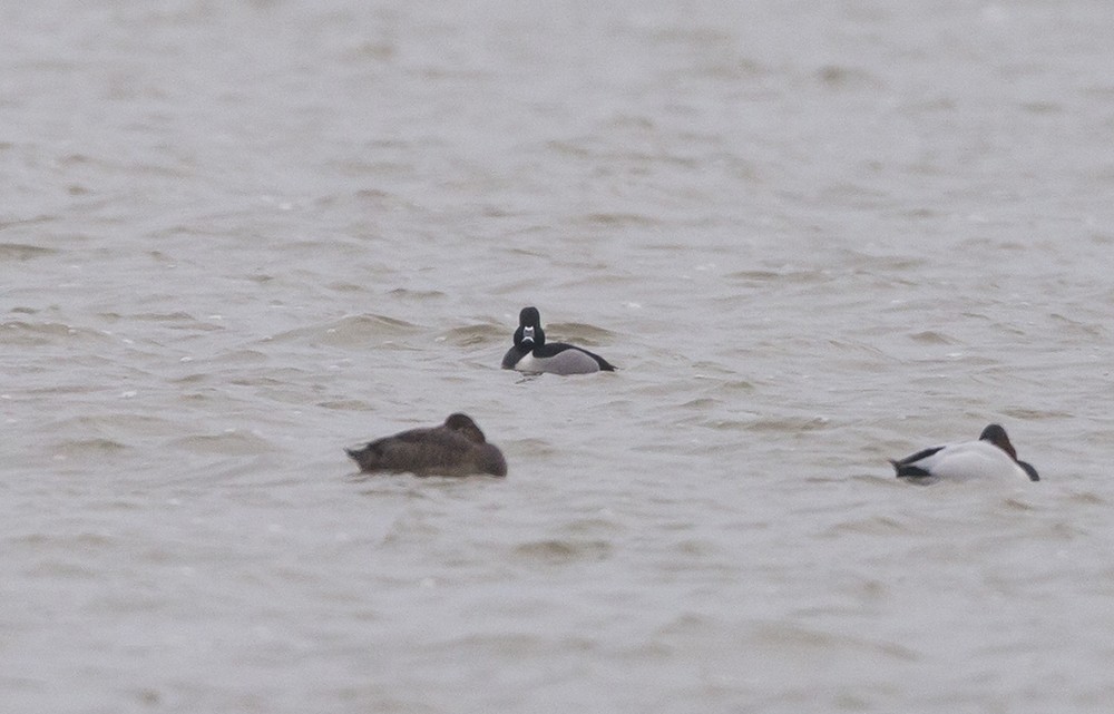 Ring-necked Duck - ML140782501