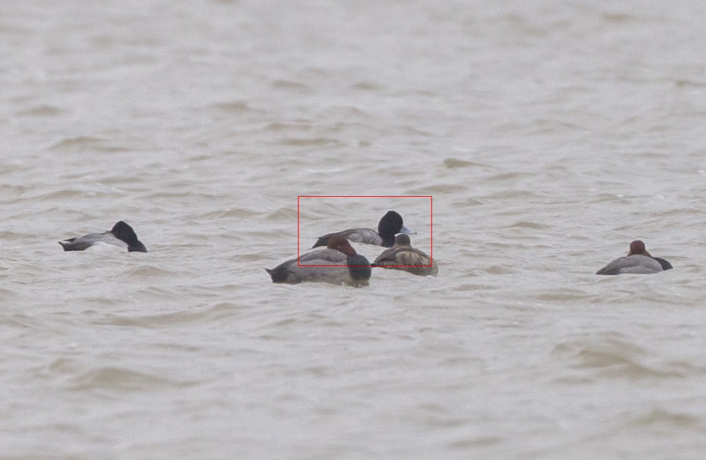 Lesser Scaup - ML140782541