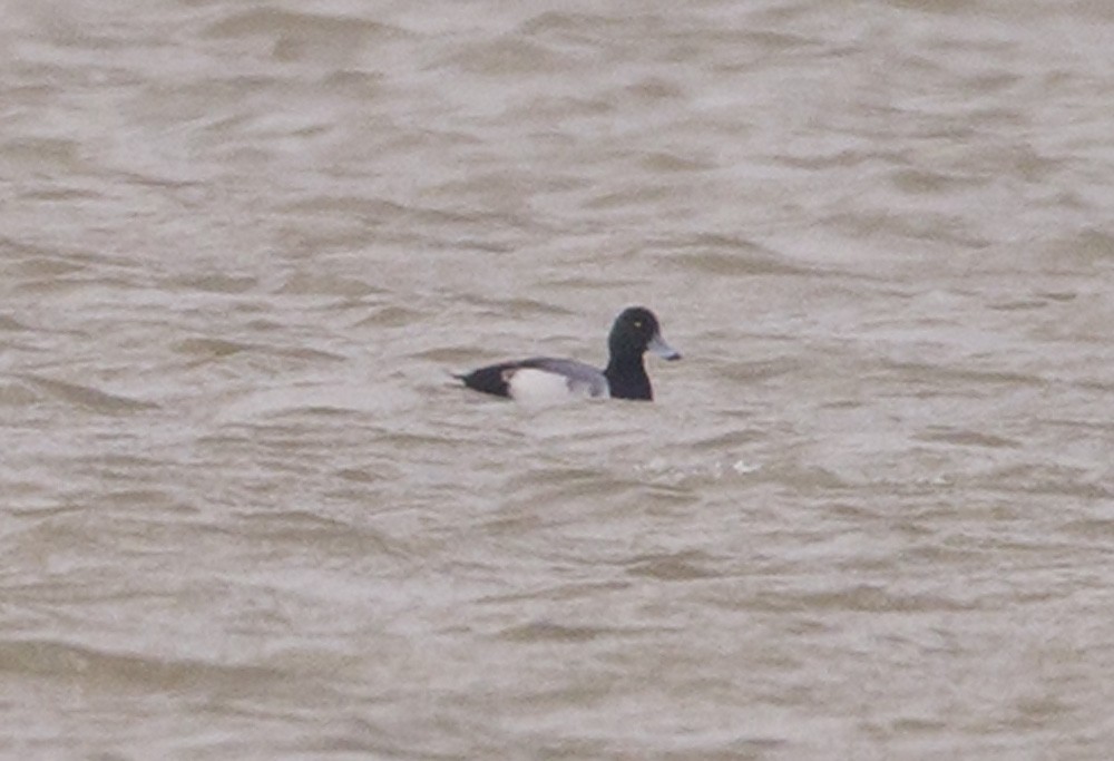 Greater Scaup - ML140782571