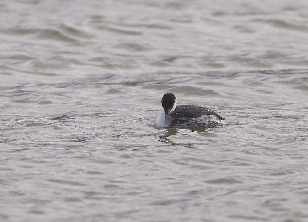 Horned Grebe - ML140782621