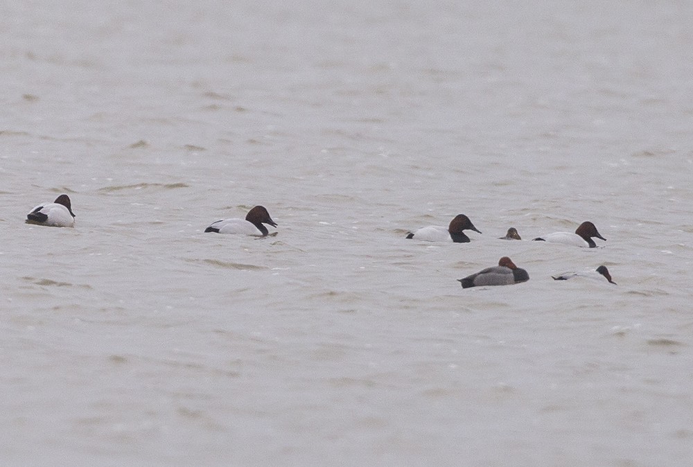 Canvasback - ML140782651