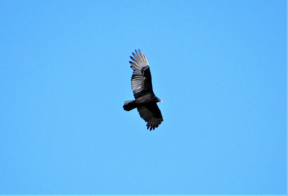 Turkey Vulture - ML140782831