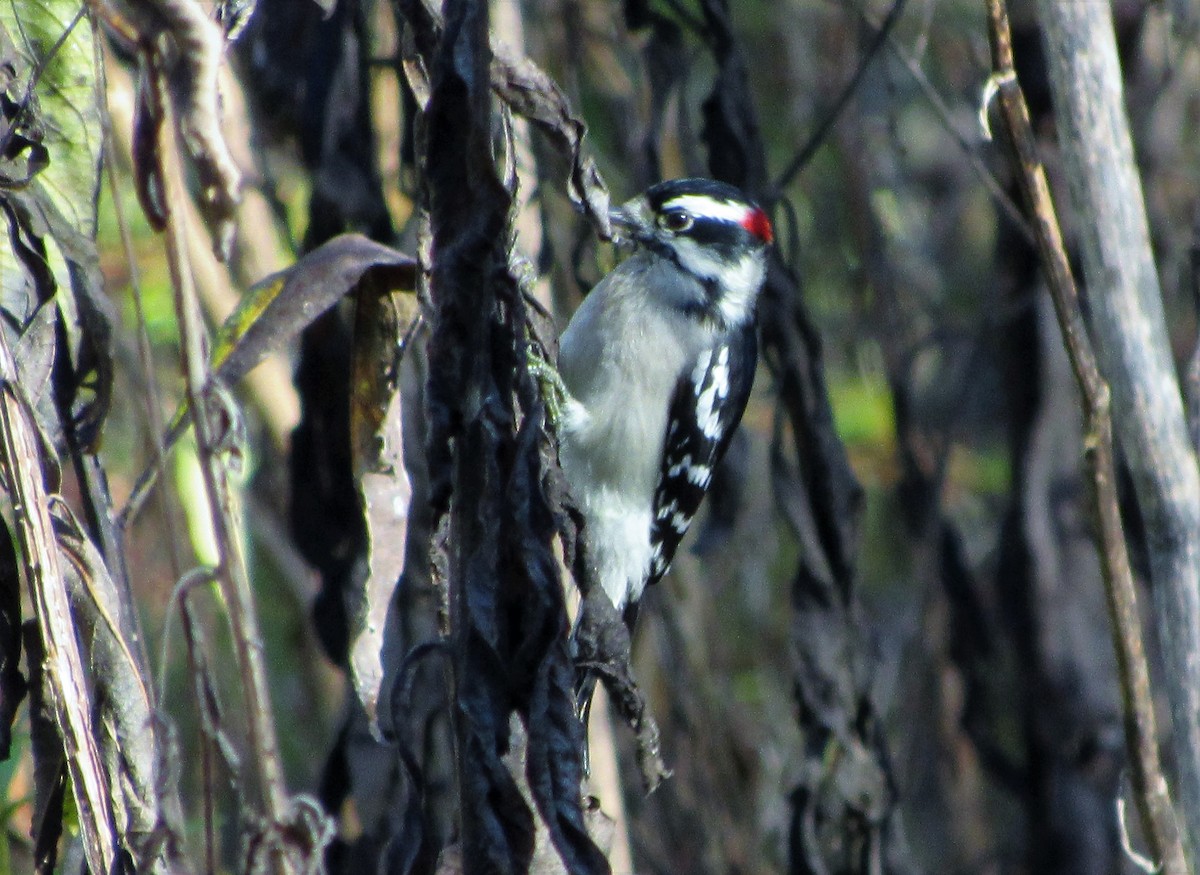 Downy Woodpecker - ML140782851