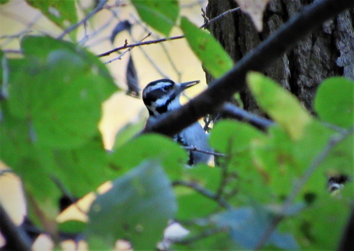 Hairy Woodpecker - ML140782861