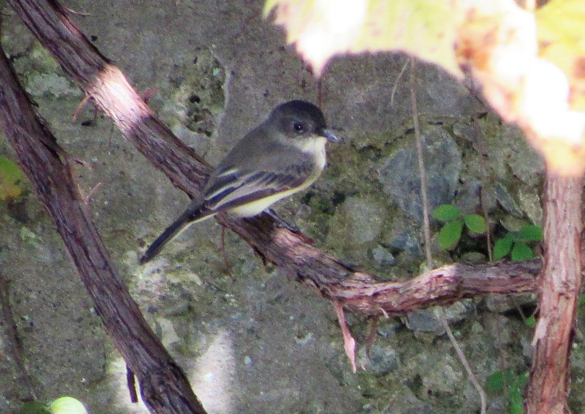 Eastern Phoebe - ML140782991