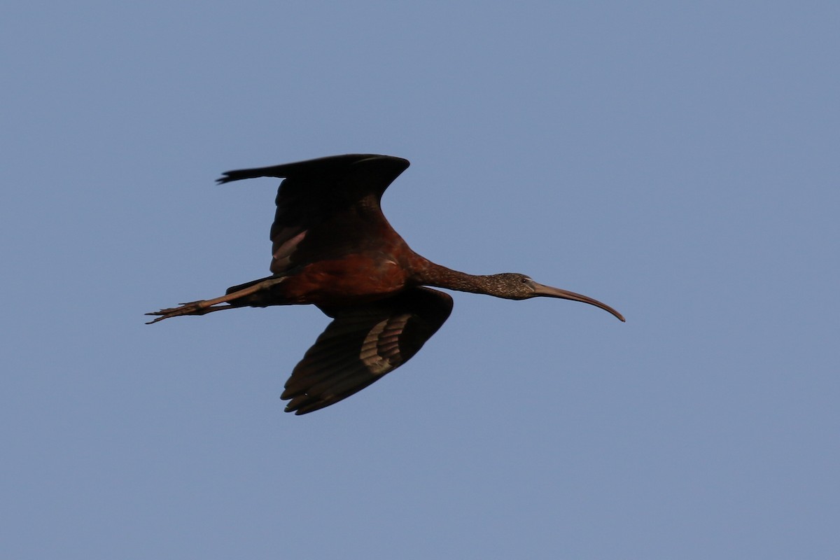 Glossy Ibis - ML140783301