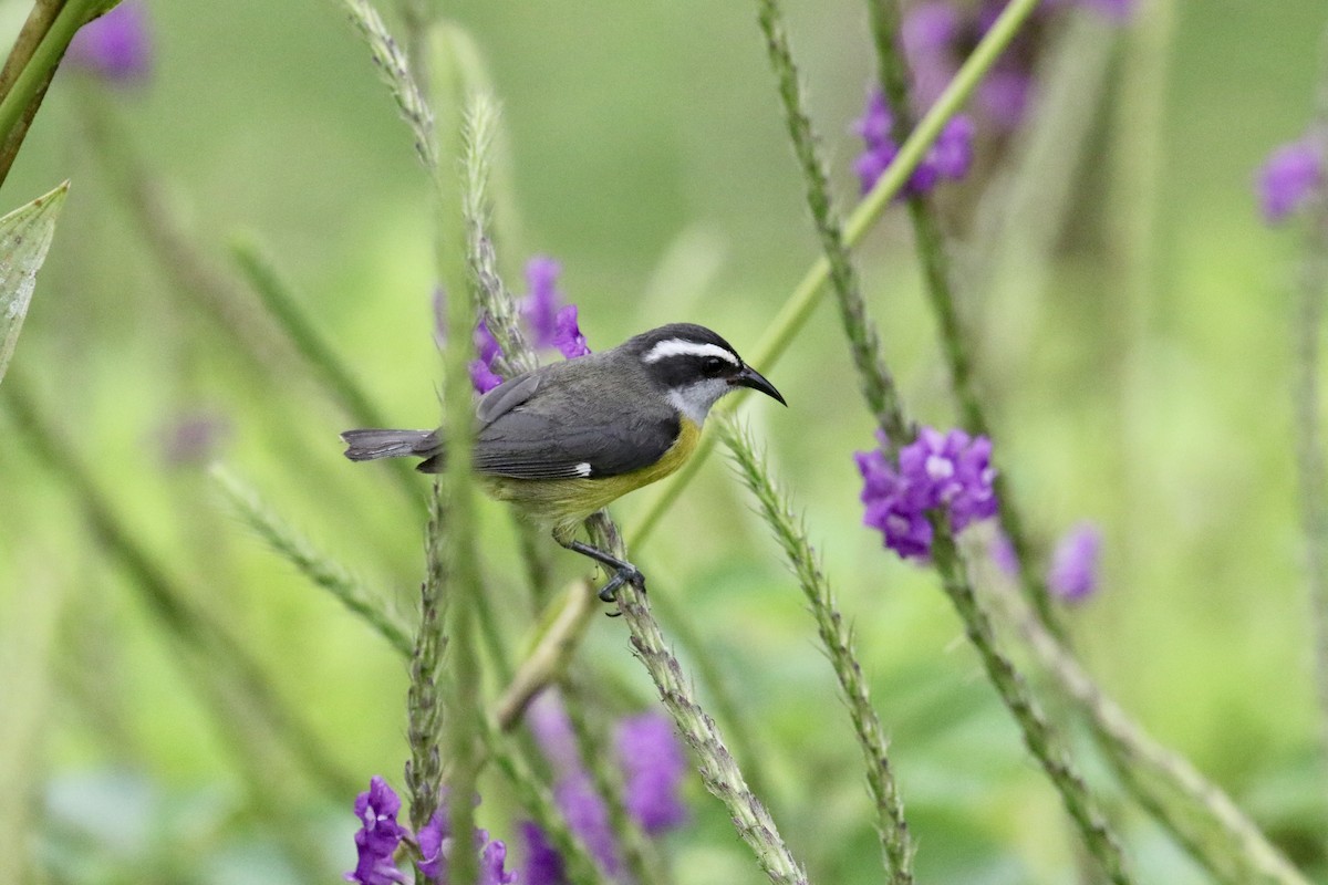 Bananaquit - ML140783401