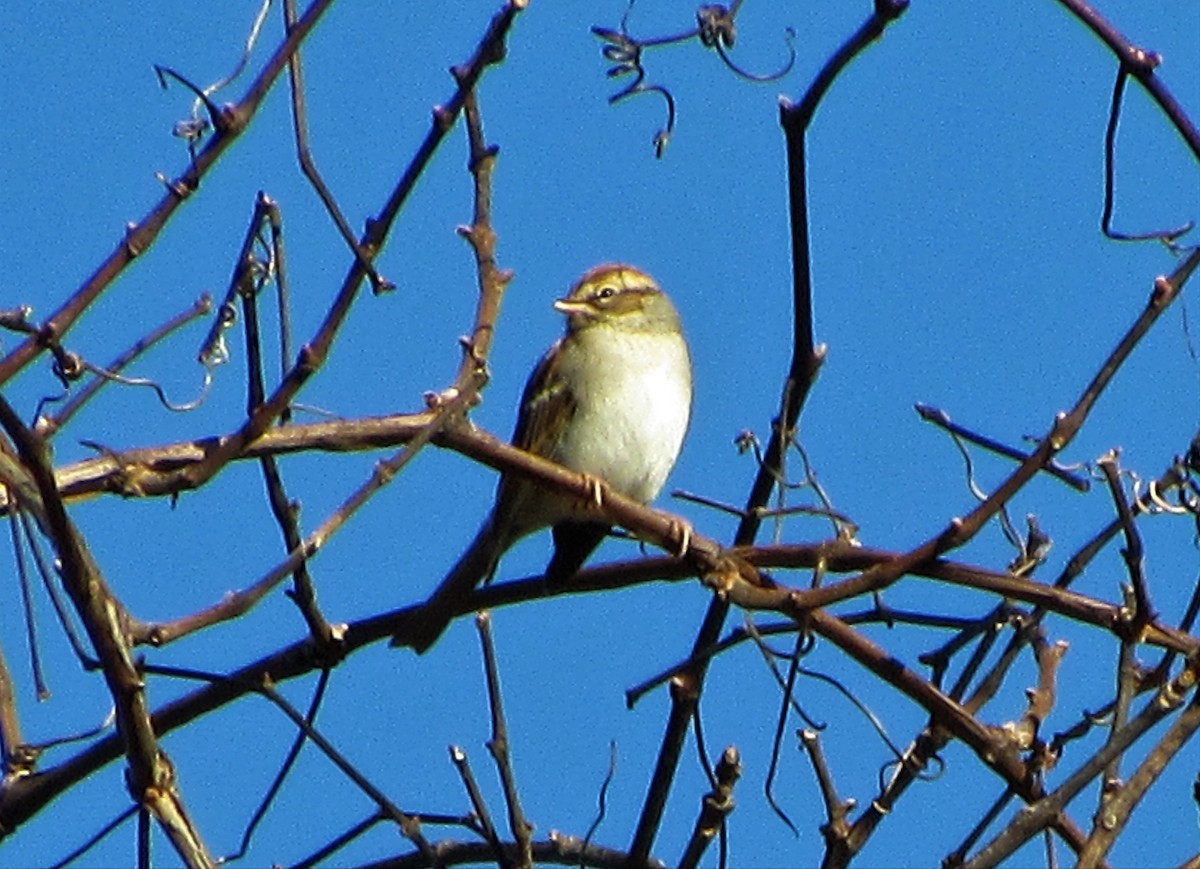 Chipping Sparrow - ML140783451