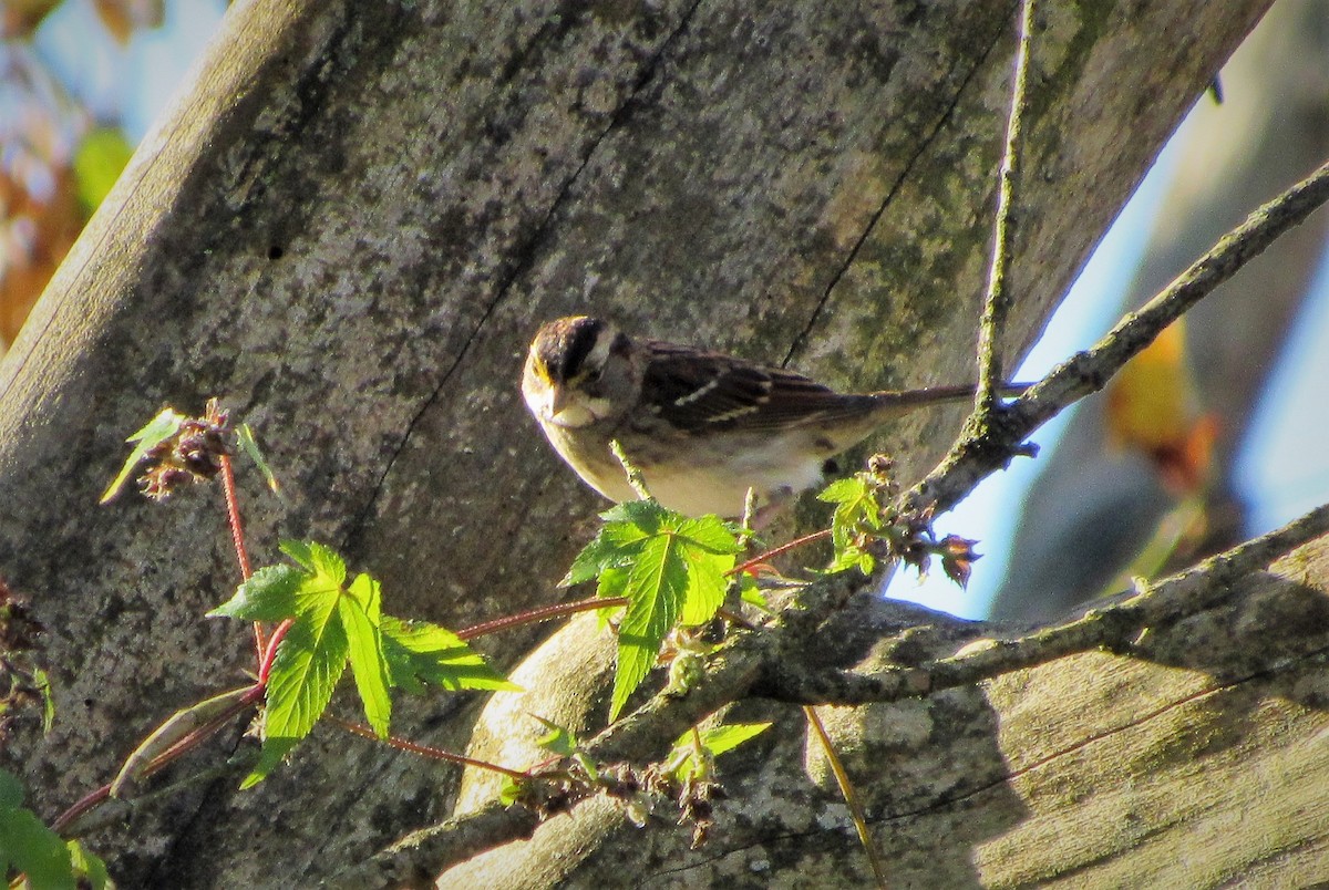 White-throated Sparrow - ML140783561