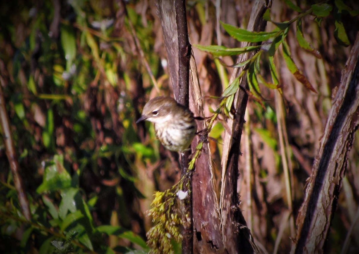 Yellow-rumped Warbler (Myrtle) - ML140783691