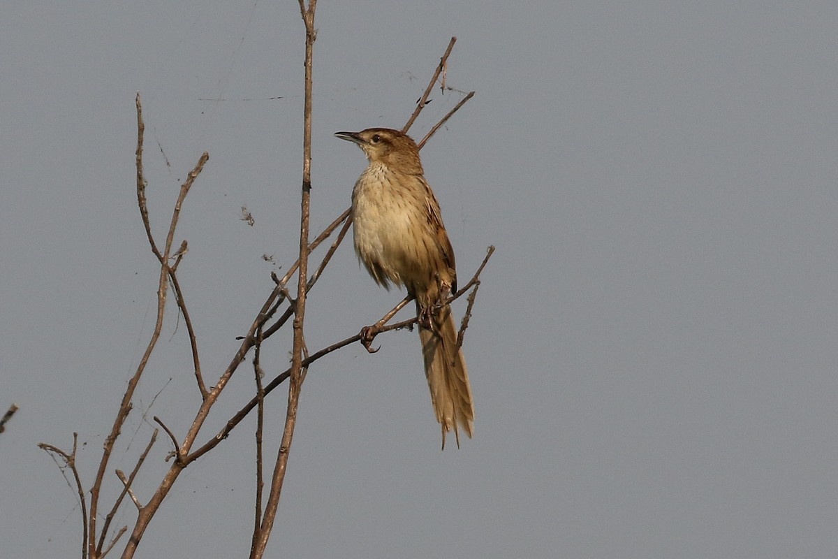 Striated Grassbird - Blair Dudeck