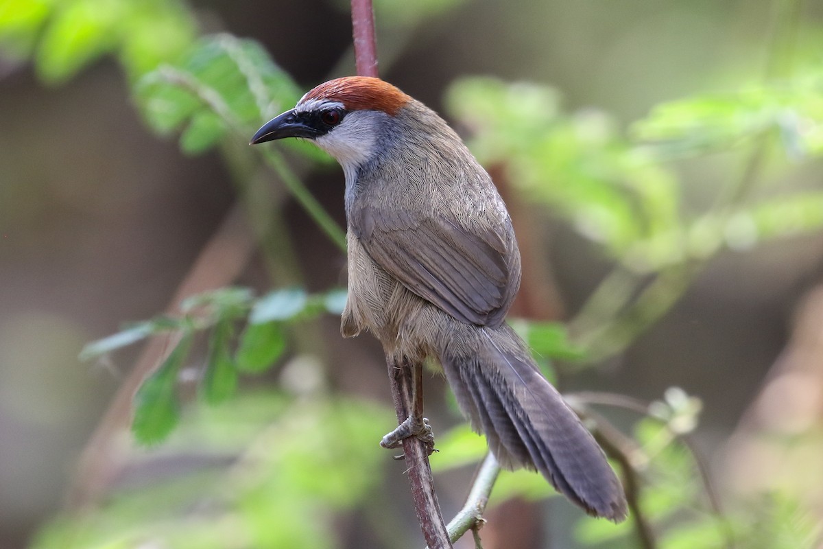 Chestnut-capped Babbler - ML140784191