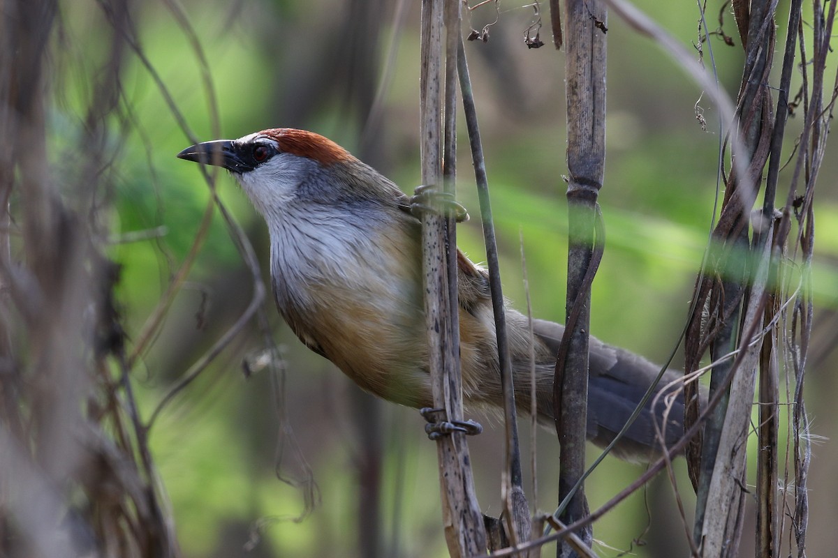 Chestnut-capped Babbler - ML140784211