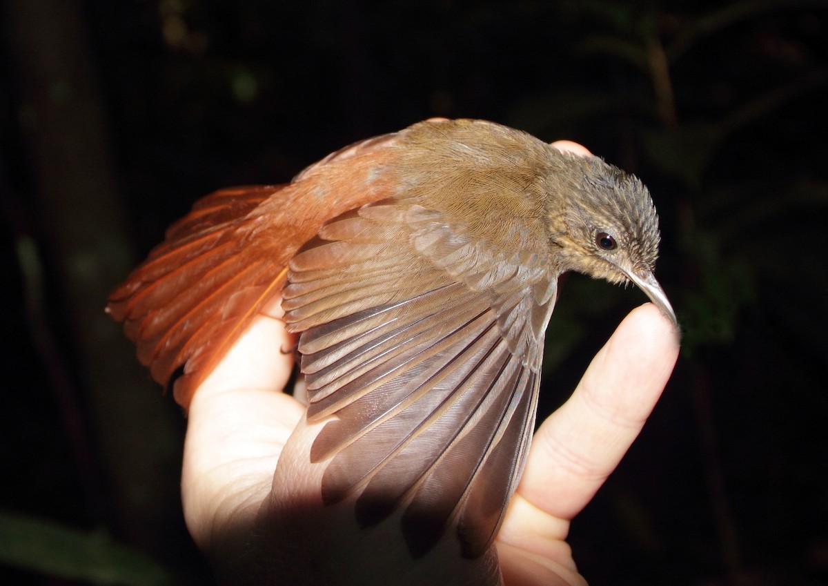 Spot-throated Woodcreeper - ML140784731