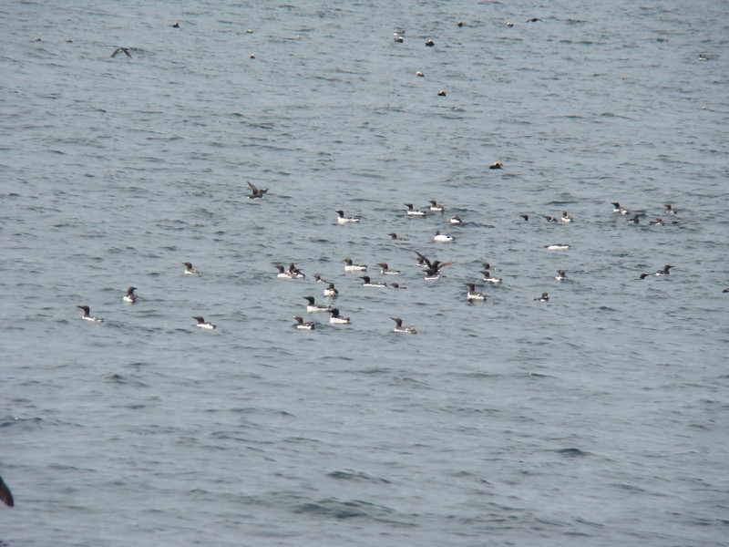 Thick-billed Murre - Richard and Janice Drummond