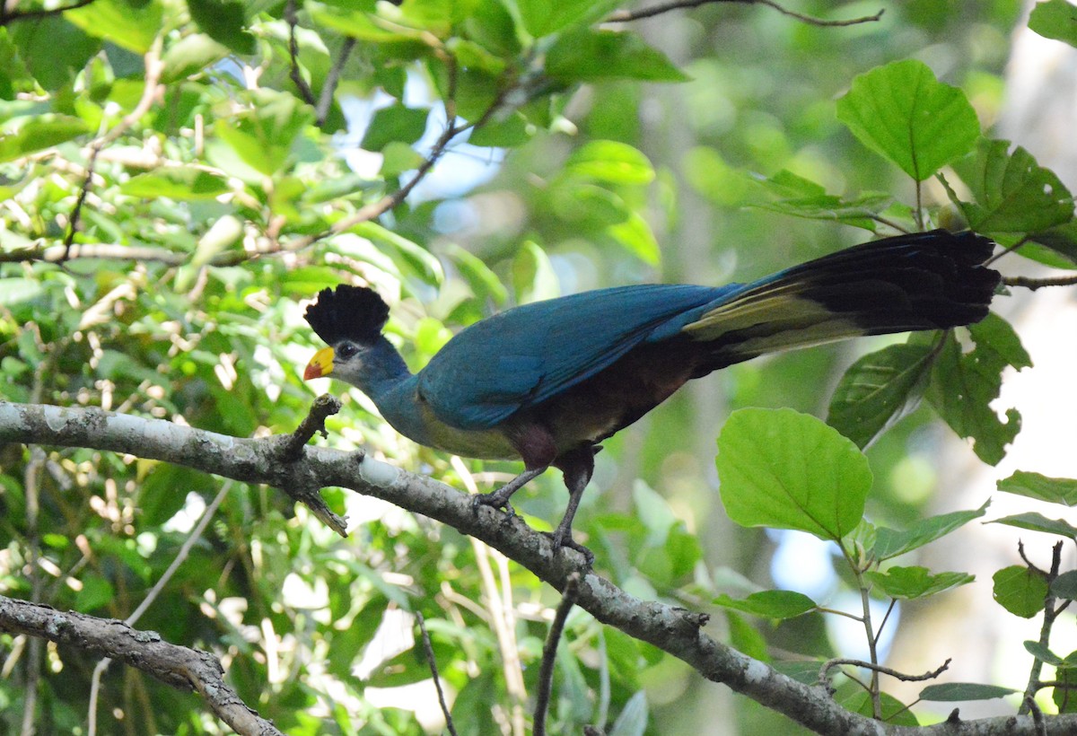 Great Blue Turaco - Kyle Kittelberger